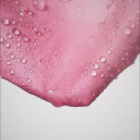 Like Dream - L’Aura du Rêve - MPF